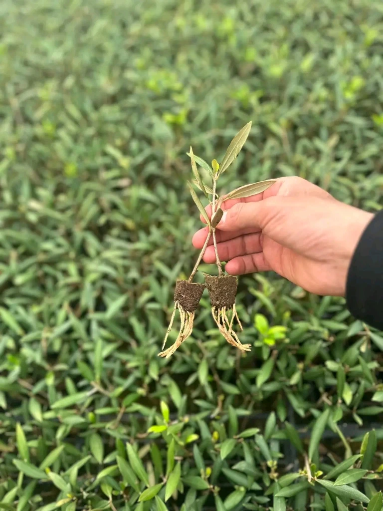 صورة لـ  شجر الزيتون