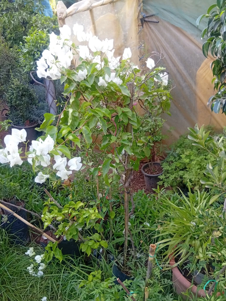 Additional image 2 of جميع أنواع …