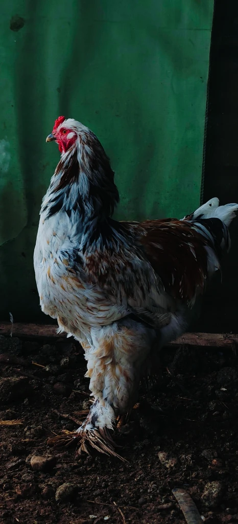 Additional image 2 of ديوك براهما
