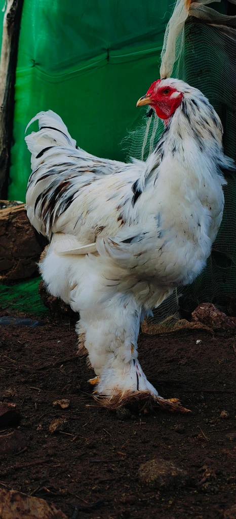 Additional image 1 of ديوك براهما