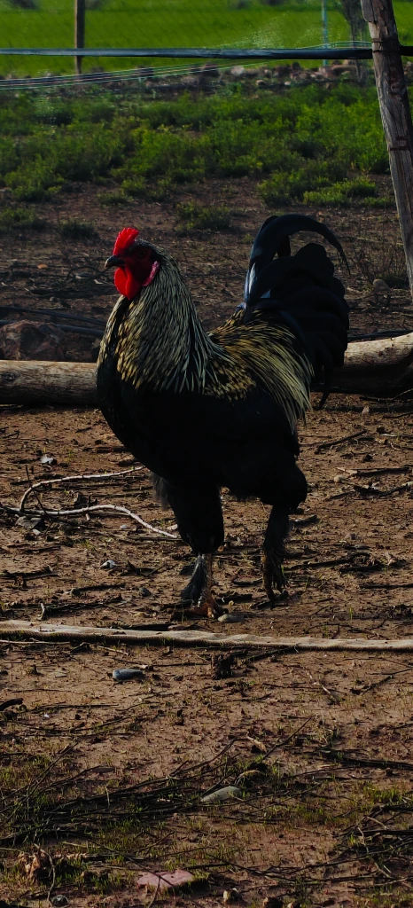 صورة لـ  ديوك براهما