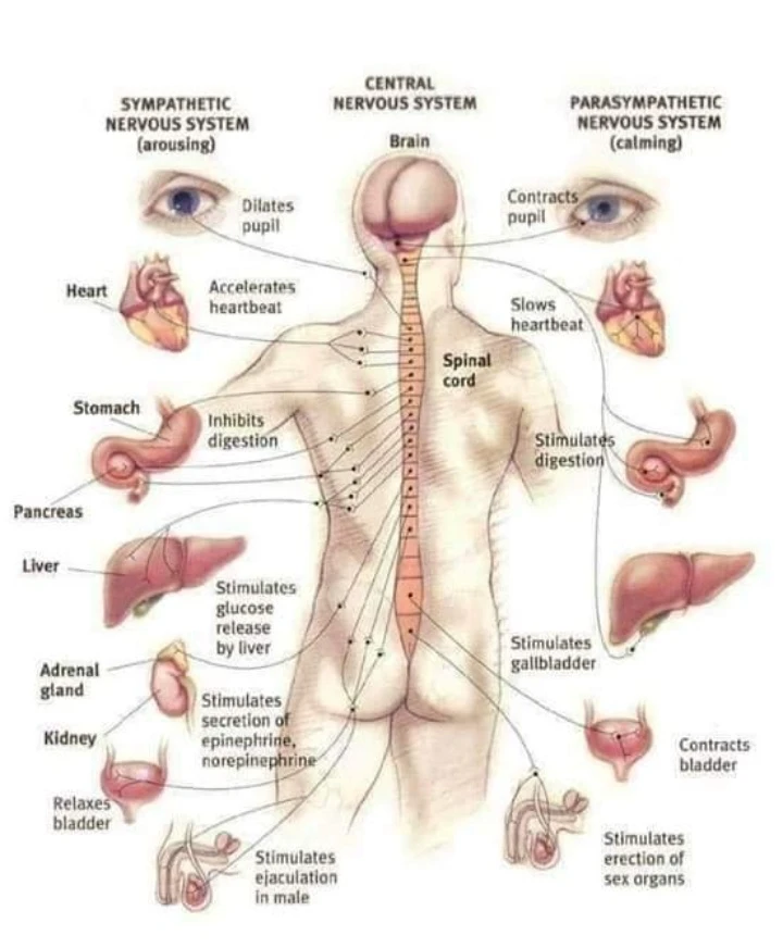 Additional image 1 of Art Massage