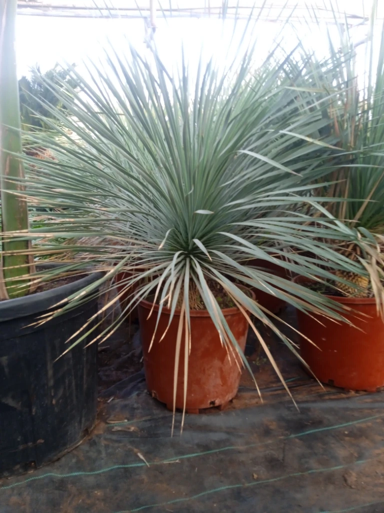 صورة لـ  نباتات و أشجار الزينة و النخيل