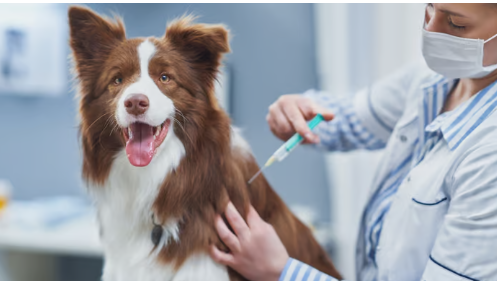 صورة لـ  عيادة البيط…